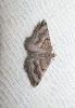 Scotopteryx coelinaria (Graslin, 1863)