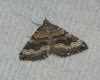 Scotopteryx coelinaria (Graslin, 1863)