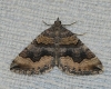 Scotopteryx coelinaria (Graslin, 1863)