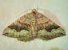 Scotopteryx coelinaria (Graslin, 1863)