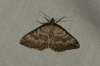 Scotopteryx octodurensis (Favre, 1903)