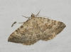 Scotopteryx octodurensis (Favre, 1903)