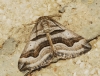 Scotopteryx peribolata (Hbner, 1817)