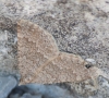 Scotopteryx alfacaria (Staudinger, 1859)