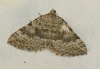 Scotopteryx bipunctaria (Denis & Schiffermller, 1775)