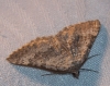 Scotopteryx bipunctaria (Denis & Schiffermller, 1775)