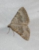 Scotopteryx bipunctaria (Denis & Schiffermller, 1775)