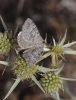 Scotopteryx bipunctaria (Denis & Schiffermller, 1775)