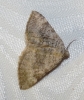 Scotopteryx bipunctaria (Denis & Schiffermller, 1775)