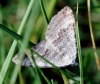 Scotopteryx bipunctaria (Denis & Schiffermller, 1775)