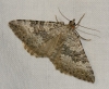 Scotopteryx bipunctaria (Denis & Schiffermller, 1775)