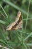 Scotopteryx chenopodiata (Linnaeus, 1758)