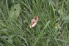 Scotopteryx chenopodiata (Linnaeus, 1758)