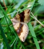 Scotopteryx chenopodiata (Linnaeus, 1758)