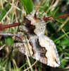 Scotopteryx coelinaria (Graslin, 1863)