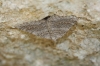 Scotopteryx octodurensis (Favre, 1903)