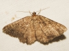 Selidosema taeniolaria (Hbner, 1813)