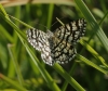 Semiothisa (Chiasmia) clathrata (Linnaeus, 1758)
