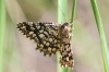 Semiothisa (Chiasmia) clathrata (Linnaeus, 1758)