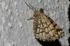 Semiothisa (Chiasmia) clathrata (Linnaeus, 1758)