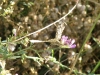 Semiothisa (Chiasmia) clathrata (Linnaeus, 1758)