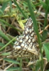 Semiothisa (Chiasmia) clathrata (Linnaeus, 1758)