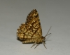 Semiothisa (Chiasmia) clathrata (Linnaeus, 1758)