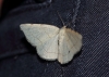 Stegania trimaculata (de Villers, 1789)