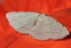 Stegania trimaculata (de Villers, 1789)