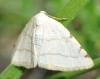 Stegania trimaculata (de Villers, 1789)