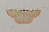 Stegania trimaculata (de Villers, 1789)