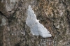 Stegania trimaculata (de Villers, 1789)