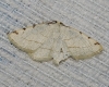 Stegania trimaculata (de Villers, 1789)