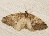 Tephronia lhommearia (Cleu, 1928)