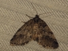 Tephronia lhommearia (Cleu, 1928)