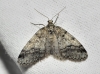 Tephronia lhommearia (Cleu, 1928)