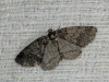 Tephronia lhommearia (Cleu, 1928)