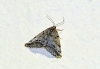 Tephronia oranaria (Staudinger, 1892)