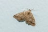 Tephronia oranaria (Staudinger, 1892)