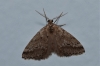 Tephronia oranaria (Staudinger, 1892)