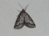 Tephronia oranaria (Staudinger, 1892)