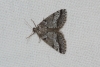Tephronia oranaria (Staudinger, 1892)