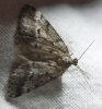 Tephronia oranaria (Staudinger, 1892)