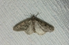 Tephronia oranaria (Staudinger, 1892)
