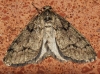 Tephronia sepiaria (Hufnagel,  1767)