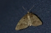 Tephronia sepiaria (Hufnagel,  1767)