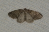 Tephronia sepiaria (Hufnagel,  1767)