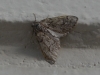 Tephronia sepiaria (Hufnagel,  1767)