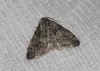 Tephronia sepiaria (Hufnagel,  1767)