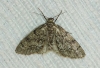 Tephronia sepiaria (Hufnagel,  1767)